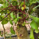 발효 효소 만들기 이미지