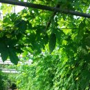 여주-0026 이미지