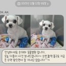 손대하 동물병원 이미지