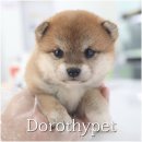 봉산동 강아지 | 봉산동강아지분양 귀여움 폭발하는 우리 시바이누