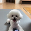 동그리펫 이미지