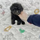 창원강아지분양 헬스독 애견입양 말티푸들포메라니안미니비숑 이미지