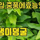 댕댕이덩굴(목방기)-고혈압,중풍,관절염,각종통증,우울증등에 효능있는 산약초 조회수 2.6천회 3년 전 이미지