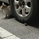 제리모터스 네이버블로그