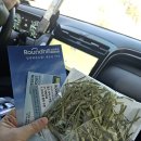 해영목장 | 평창 day2. 대관령 양떼목장 삼양라운드힐 겨울 1월 눈 후기(실시간 눈 사진, 포토존, 주차 &amp; 차량이동...