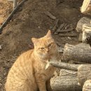 왕대박 칼국수 | [주간일기] 1.12 ~ 18. (안젤라의 결혼, 티티리스)