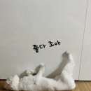 서초이음동물병원 이미지