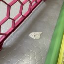 로열 퍼피샵 이미지