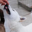 우리들애견 이미지