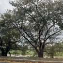 초가집바지락손칼국수 이미지