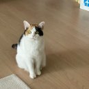 범어동물의료센터 | 4살 고양이 건강검진 대구 수성구 24시 범어동물의료센터 후기(비용, 주차, 대구로페이)