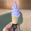 아라뷰티풀 | 폴바셋 라벤더 아이스크림 판매 히든매장 제주 아라점 방문 후기