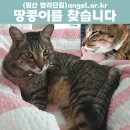 야광목걸이한채 실종된 고양이를 찾습니다 (일산동구, 사례금 지급) 이미지