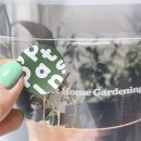 하임그로우 | <나만의 식물키우기키트>집에서 키우기 쉬운 식물(아이비 화분 추천)_피플랜트