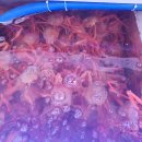 홍게랑 | 속초홍게맛집 <속초홍게무한리필홍게랑> 홍게2인세트 후기