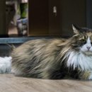 블루드라이어드 이미지