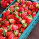 군남농장 | 양주 새벽 딸기 직판장 군남농장 구매후기