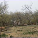 산수유축제장 이미지