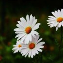 좋은생각 이미지