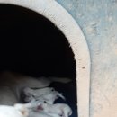 멍멍이 집 이미지