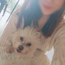 힐링위드독 이미지