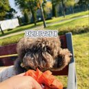 나는강아지 | 제티가 사용하는 멀리 체커보드 에코 풉백 강아지 배변봉투 후기 (라벤더향 나는 친환경 배변봉투🧡)