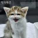 해피애견 이미지