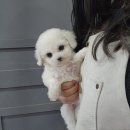 똑똑하개 이미지