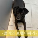 더조은 동물의료센터 이미지