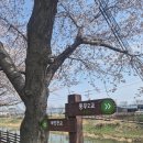 계양효성해링턴아파트 앞 횡단보도 | 김포 풍무동 계양천 벚꽃 산책로 후기 지금이 가장 예쁜 타이밍