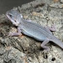 GS25 성남은빛타운점 | 트렌슬제로,윗블릿,오렌지 비어디, 타님바 블루텅(KRCB) 울트라급 개체 입고 되었습니다!!!