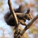 동백공원 대체 이미지