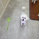 댕댕이 애견샵 | 시흥 정왕동 애견미용 잘하는 곳! 망쿠애견샵에서 울 애기 꽃단장하고 왔어요