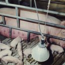 이윤축산 이미지