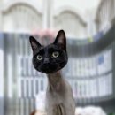 공주미용 - 의성군 고운길 14 | 인천 계양구 고양이 미용. 올블랙 코리안 숏헤어 공주의 우아한 변신! 전체 미용 후기