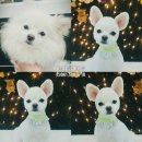 온양애견미용 이미지