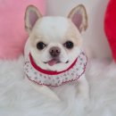 아모르 댕 이미지