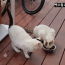 갑죽