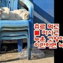 츄르 먹고 물 마시고 누운 고양이 팔자 이만하면 넉넉하지! 이미지