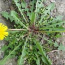 민들레홀씨 이미지