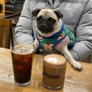 펫타임대구수성레이크점 이미지