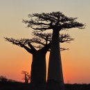 바오밥나무 이미지