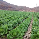 충북 괴산군 청천 7남매 농장 항암절임배추(11월~12월)판매합니다. 이미지