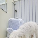 멜로우퍼피 이미지