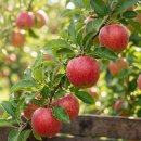 아이엠팜 이미지