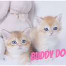 버디독 강아지분양 고양이분양 안심분양센터 인천점 이미지