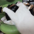 구구제제 이미지