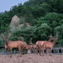 사슴영토한록원 네이버블로그