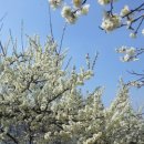 매화마을길 이미지