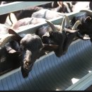 토종흑염소 이미지